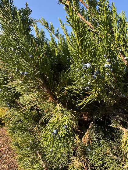 Juniperus virginiana 'Taylor'