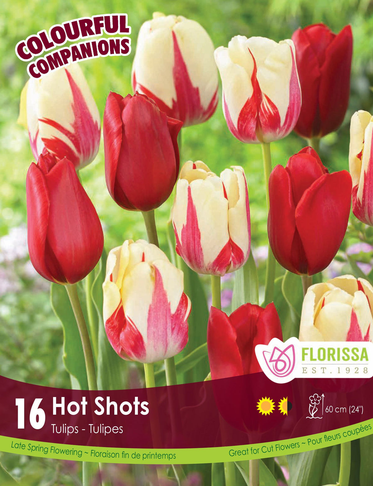 Harmonie florale Hot Shots ( Tulipa spp.) : des tulipes rouges mêlées à des tulipes crème flammées de rouge. Le visuel Florissa présente la plante et son nom dans la partie inférieure de l’étiquette. La photographie occupe presque toute la surface, tandis que le bandeau du bas rassemble les indications du produit. Cette vue permet de reconnaître son apparence et de distinguer la variété présentée.