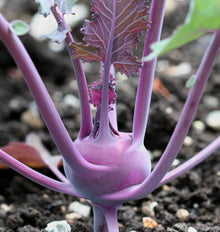 Une tige de chou-rave arrondie et pourpre se dresse au-dessus d’un sol sombre. Ses pétioles violets s’écartent vers les côtés puis remontent. Une feuille centrale montre des nervures pâles sur une surface teintée de violet, avec un bord découpé. Quelques feuilles vertes apparaissent floues autour du sujet photographié de près.