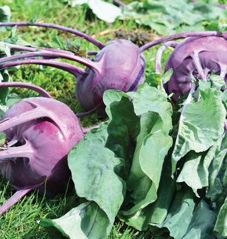 Trois choux-raves pourpres récoltés reposent sur une pelouse verte. Leurs longs pétioles violets s’étendent de part et d’autre des tiges arrondies. De grandes feuilles vertes aux nervures colorées occupent le premier plan. Quelques gouttes d’eau brillent sur le sujet de gauche, tandis que la lumière souligne les courbes de leur peau.