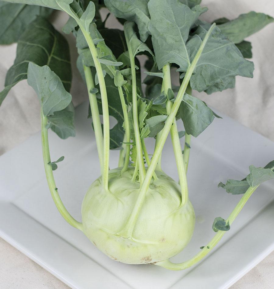 Un chou-rave vert pâle repose sur une assiette blanche carrée. Sa tige arrondie porte de longs pétioles vert clair qui remontent vers des feuilles bleu-vert. Les nervures pâles sont visibles sur les limbes, dont plusieurs bords sont lobés. Le fond clair et les plis d’un tissu entourent la récolte présentée de près.