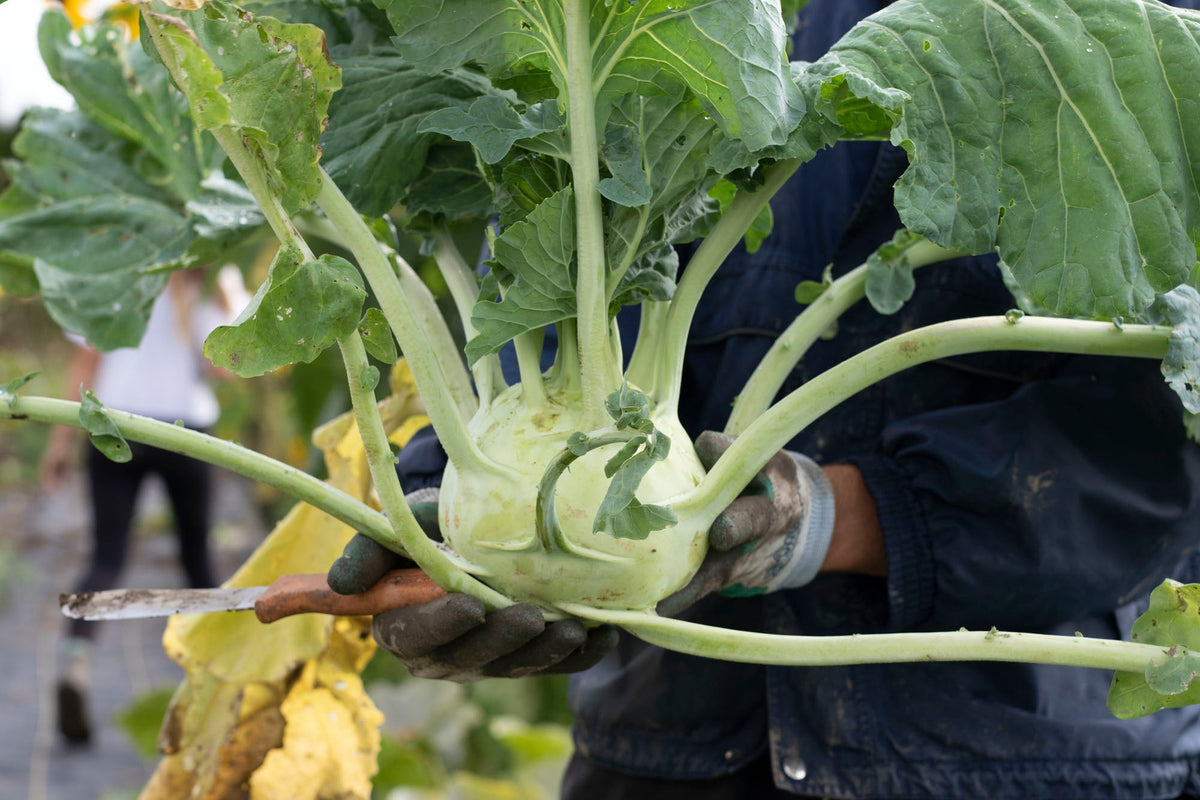 Une personne gantée tient un gros chou-rave vert pâle devant une veste bleue. De longs pétioles s’étendent largement autour de la tige arrondie et portent de grandes feuilles vertes. Un couteau à manche brun apparaît sous la récolte. Plusieurs feuilles présentent des marques ou des trous, et le jardin reste flou à l’arrière-plan.