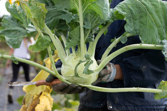 Une personne gantée tient un gros chou-rave vert pâle devant une veste bleue. De longs pétioles s’étendent largement autour de la tige arrondie et portent de grandes feuilles vertes. Un couteau à manche brun apparaît sous la récolte. Plusieurs feuilles présentent des marques ou des trous, et le jardin reste flou à l’arrière-plan.