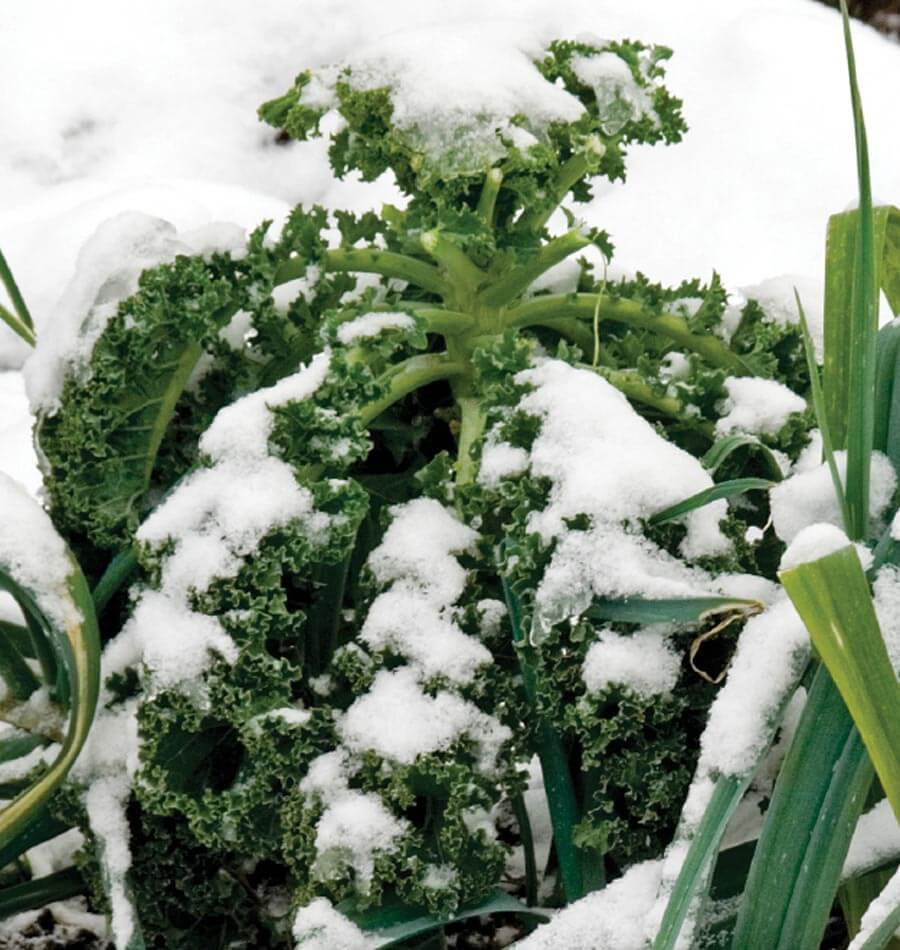 Un plant de chou vert aux feuilles très frisées est couvert de plaques de neige blanche. Une tige centrale épaisse et plusieurs pétioles sont visibles entre les feuilles. La neige repose sur les bords ondulés et sur le sol en arrière-plan. De longues feuilles vertes plus étroites apparaissent sur les côtés, partiellement mêlées au feuillage du chou.