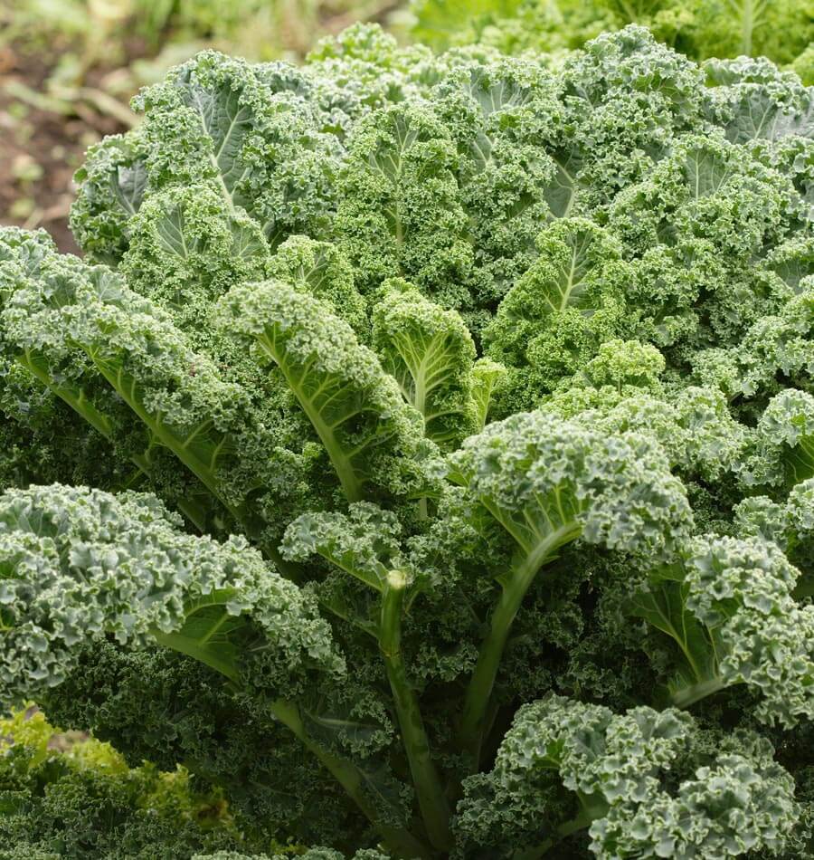 Un chou au feuillage bleu-vert très frisé occupe presque toute l’image. Les grandes feuilles arrondies montrent des nervures pâles et des bords serrés en nombreuses petites boucles. Les feuilles du cœur sont plus vert clair. Plusieurs pétioles épais se rejoignent vers le bas au centre, tandis qu’un peu de terre apparaît dans le fond à gauche.