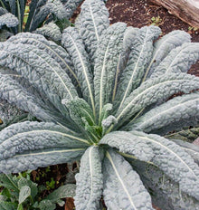 Un plant de chou présente de longues feuilles bleu-gris qui rayonnent depuis le centre. Leur surface est fortement gaufrée et une nervure claire traverse chaque limbe. De petites feuilles plus vertes se dressent dans le cœur. Des gouttes sont visibles sur plusieurs grandes feuilles. La terre sombre et le bord en bois d’une planche apparaissent à l’arrière-plan.