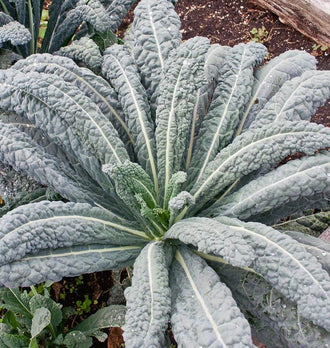 Un plant de chou présente de longues feuilles bleu-gris qui rayonnent depuis le centre. Leur surface est fortement gaufrée et une nervure claire traverse chaque limbe. De petites feuilles plus vertes se dressent dans le cœur. Des gouttes sont visibles sur plusieurs grandes feuilles. La terre sombre et le bord en bois d’une planche apparaissent à l’arrière-plan.