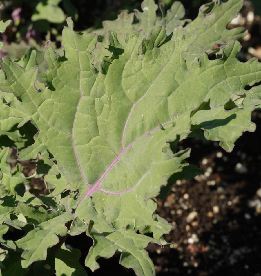 Une grande feuille de chou gris-vert occupe le centre de l’image. Sa surface plutôt plate montre un réseau de nervures, dont les principales sont rose pourpre. Les bords sont largement découpés en lobes irréguliers. D’autres feuilles se chevauchent à gauche et derrière. De la terre sombre et quelques petits cailloux apparaissent sur le côté droit.