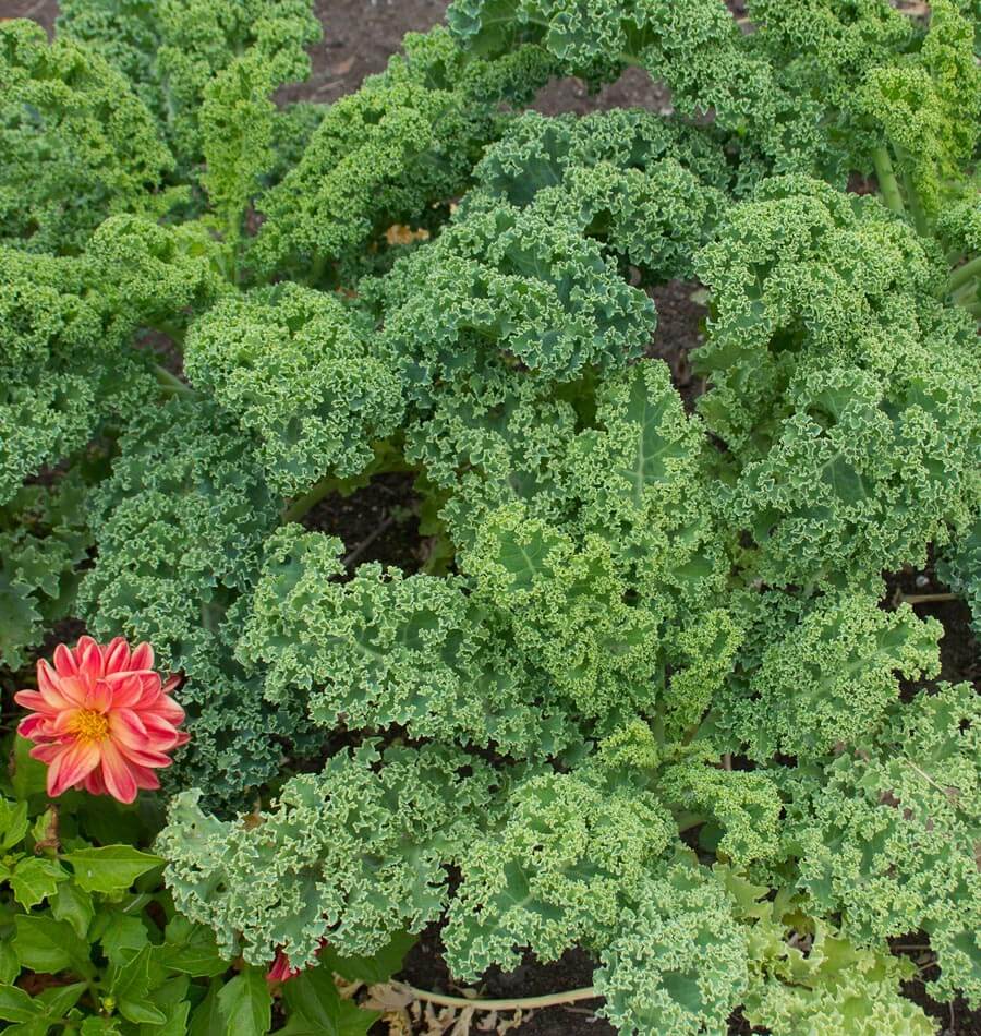 Des feuilles de chou bleu-vert très frisées s’étalent au-dessus d’une terre sombre. Les bords forment de nombreuses petites ondulations claires et les nervures traversent les limbes plus larges. Une fleur rose orangé à cœur jaune apparaît en bas à gauche, avec quelques feuilles vertes plus lisses. Le chou occupe la majeure partie du cadrage et présente plusieurs niveaux de feuillage.