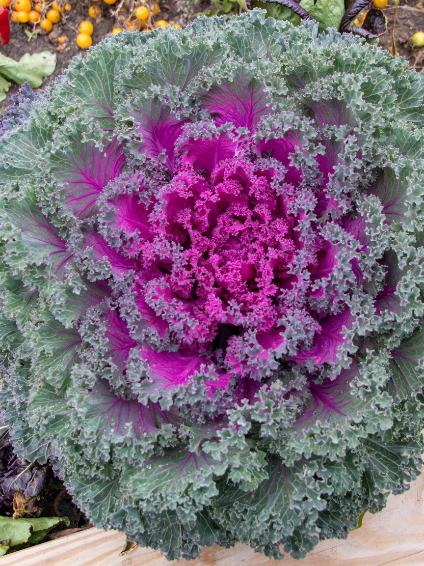 Un chou vu du dessus forme une large rosette aux feuilles frisées. Le centre est magenta vif, tandis que les bords extérieurs sont vert gris avec des nervures pourpres. Les feuilles se superposent en plusieurs niveaux autour du cœur. Un rebord de bois apparaît en bas de l’image, avec de la terre et de petits fruits jaunes à l’arrière-plan.