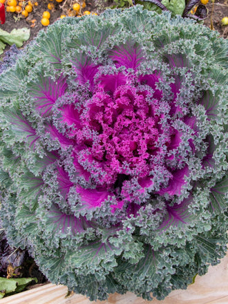 Un chou vu du dessus forme une large rosette aux feuilles frisées. Le centre est magenta vif, tandis que les bords extérieurs sont vert gris avec des nervures pourpres. Les feuilles se superposent en plusieurs niveaux autour du cœur. Un rebord de bois apparaît en bas de l’image, avec de la terre et de petits fruits jaunes à l’arrière-plan.