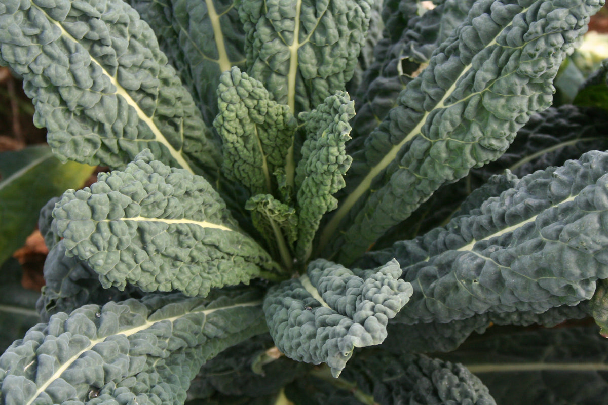De longues feuilles de chou bleu-vert foncé rayonnent autour d’un cœur plus petit. Leur surface est fortement gaufrée, avec des bosses arrondies séparées par des nervures pâles. Les feuilles centrales sont plus courtes et dressées. Les grandes feuilles s’inclinent vers les côtés, se chevauchent et remplissent presque tout le cadrage, sur un fond sombre partiellement caché.