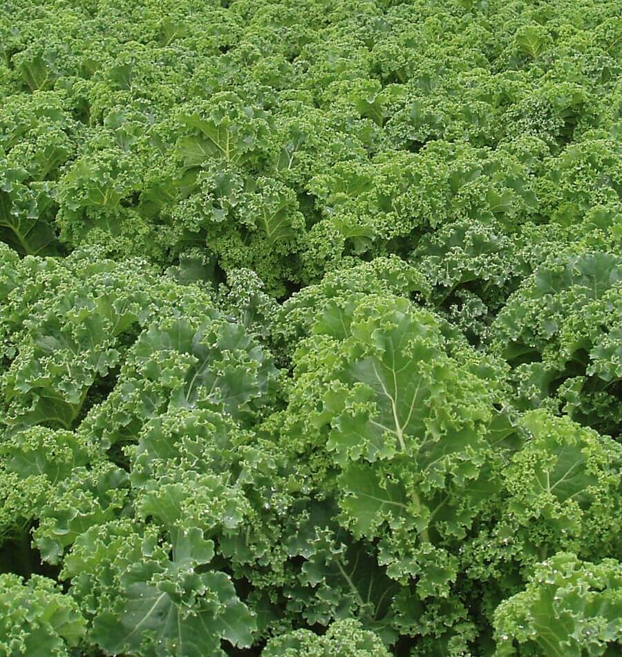 Un couvert dense de chou vert montre de nombreuses feuilles frisées. Les limbes larges portent des nervures plus claires et des bords très ondulés. Plusieurs feuilles se dressent vers le centre, tandis que d’autres s’étalent au premier plan. La répétition des formes remplit tout le cadrage, avec de petites zones sombres entre les plants et sans sol clairement visible.