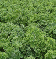 Un couvert dense de chou vert montre de nombreuses feuilles frisées. Les limbes larges portent des nervures plus claires et des bords très ondulés. Plusieurs feuilles se dressent vers le centre, tandis que d’autres s’étalent au premier plan. La répétition des formes remplit tout le cadrage, avec de petites zones sombres entre les plants et sans sol clairement visible.