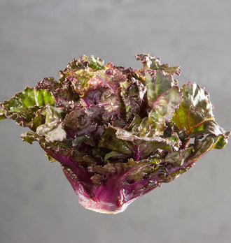 Une petite rosette de chou ouverte est présentée seule sur un fond gris. Sa base coupée est pâle, entourée de pétioles pourpres épais. Les feuilles mêlent du vert et du violet, avec des bords ondulés et de nombreux replis. La lumière traverse certaines parties vertes plus fines, tandis que le centre reste plus sombre et serré.