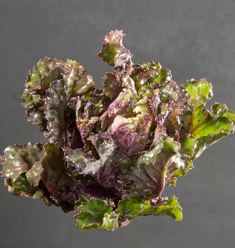 Une petite rosette de chou se détache sur un fond gris sombre. Ses feuilles ouvertes mêlent du vert brillant et du pourpre, avec des bords ondulés. Le centre montre des tissus plus pâles entre les replis serrés. Plusieurs feuilles extérieures s’écartent vers les côtés, traversées de nervures colorées et éclairées sur leurs parties les plus fines.