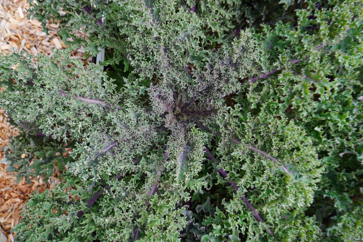 Un chou vu du dessus montre des feuilles vertes très frisées, traversées par des nervures pourpres. Les nombreux replis forment une texture serrée autour du cœur, plus sombre. Les pétioles colorés rayonnent vers les grandes feuilles extérieures. Du paillis de copeaux clairs apparaît sur le côté gauche, tandis que le feuillage occupe presque tout le reste de l’image.
