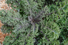 Un chou vu du dessus montre des feuilles vertes très frisées, traversées par des nervures pourpres. Les nombreux replis forment une texture serrée autour du cœur, plus sombre. Les pétioles colorés rayonnent vers les grandes feuilles extérieures. Du paillis de copeaux clairs apparaît sur le côté gauche, tandis que le feuillage occupe presque tout le reste de l’image.