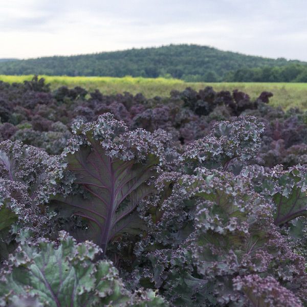 Un champ de choux aux feuilles pourpres et vert sombre s’étend devant une colline boisée. Au premier plan, de grandes feuilles montrent des nervures violettes et des bords très frisés. Le feuillage se répète jusqu’à l’arrière, où une bande de végétation plus claire apparaît. Le ciel pâle est couvert de nuages au-dessus de la colline.