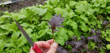 Une main tient une petite feuille de chou pourpre foncé au bord profondément découpé. Le pétiole fin est vert et la nervure centrale plus sombre. Un couteau à manche rouge apparaît à gauche. À l’arrière, des rangées de feuilles vertes occupent la majeure partie de l’image, avec une bande de jeunes feuilles pourpres dans le bas à droite.