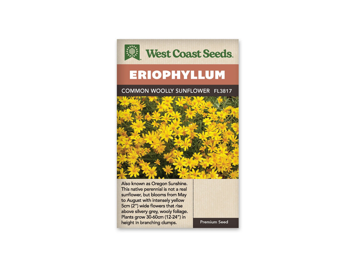 Sachet Common Woolly Sunflower de West Coast Seeds sur fond blanc. La photo montre une masse de petites fleurs jaunes à centre doré, sur un fond de tiges et de feuilles vert gris. Le bandeau orangé indique Eriophyllum. Une bande brune porte Common Woolly Sunflower et le code FL3817, juste au-dessus des fleurs.