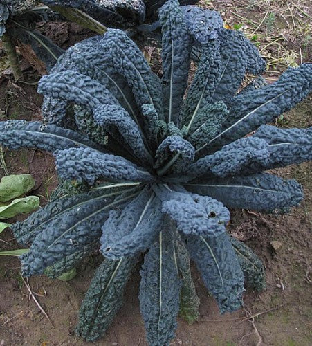 Semences Chou frisé toscan 'Lacinato' (Brassica oleracea var.