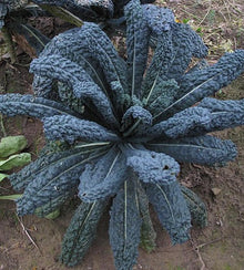 Semences Chou frisé toscan 'Lacinato' (Brassica oleracea var.