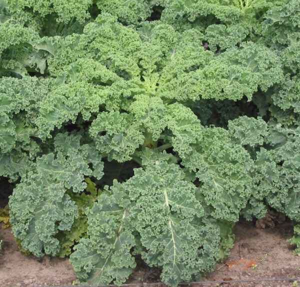 Semences Chou frisé nain (Brassica oleracea var. acephala)