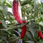 Organic 'Kalosca Paprika' hot pepper