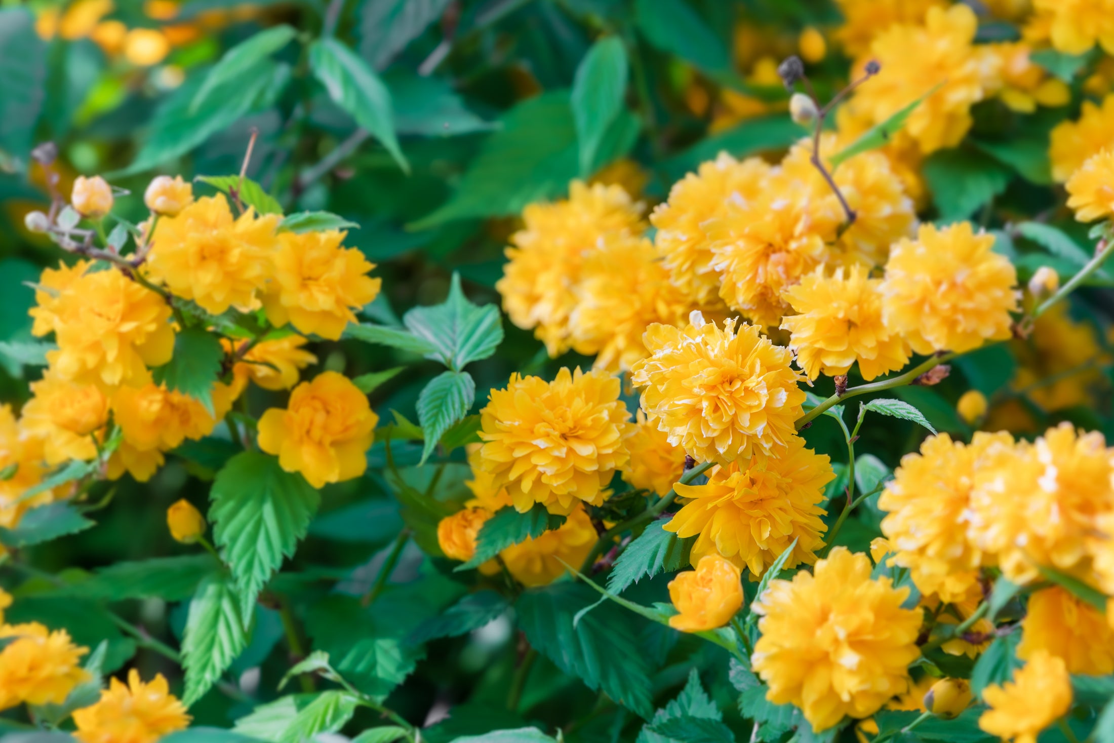 Kerria japonica 'Pleniflora'