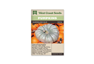 Sachet beige de semences Queensland Blue avec bandeau vert pâle et nom sur fond brun. Une grosse courge bleu gris, aplatie et profondément côtelée, est photographiée au centre d'un groupe de fruits orange. Son pédoncule court, brun et vert, se trouve au milieu du sommet creusé. La peau présente quelques marques et nuances plus claires.