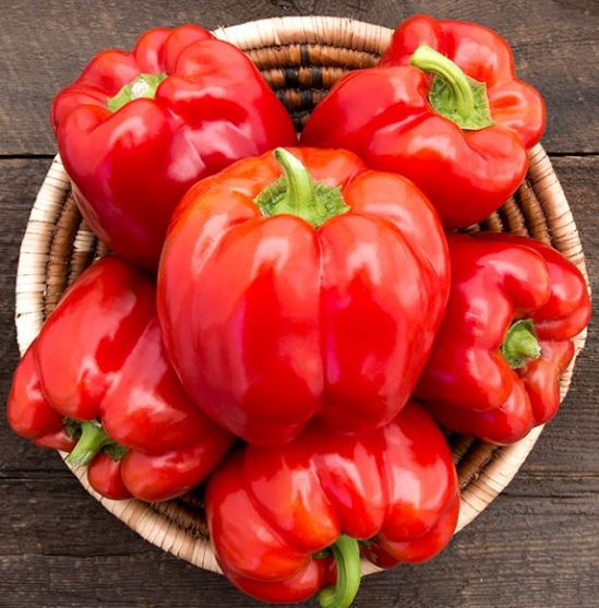 King of the North Sweet Pepper organic seeds (<em>Capsicum annuum</em>)