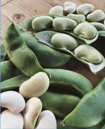 Organic 'King of the Garden' climbing lima bean