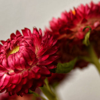 Organic 'King Sized Red' Strawflower Seeds by Gaia, product image prepared for Canadian gardeners.