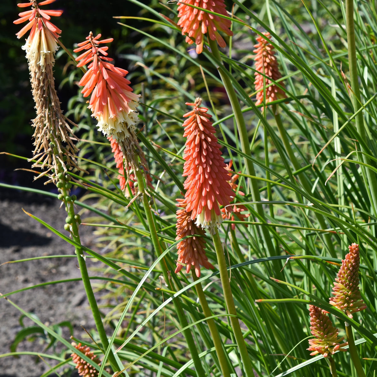 Photo de Kniphofia Flamenco Mélange. Aussi connue sous le nom de Tritoma ou "Red Hot Poker", la Kniphofia 'Flamenco Mélange' est une vivace spectaculaire qui produit de grands épis floraux aux nuances vibrantes de crème, jaune, orange et rouge. En plus d'égayer votre espace extérieur, elle attire les colibris et les papillons, tout en offrant d'excellentes fleurs coupées.