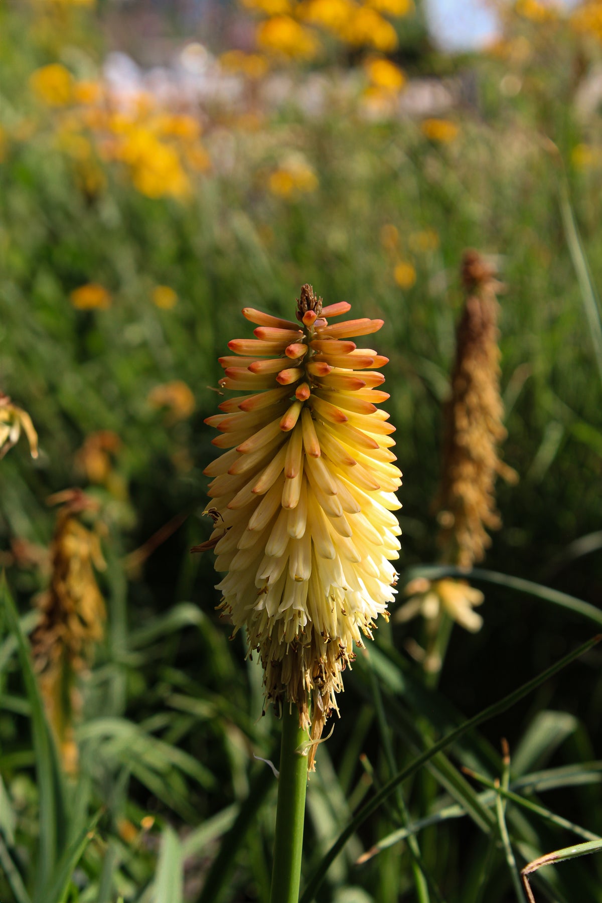 Kniphofia 'Pyromania Hot and Cold'
