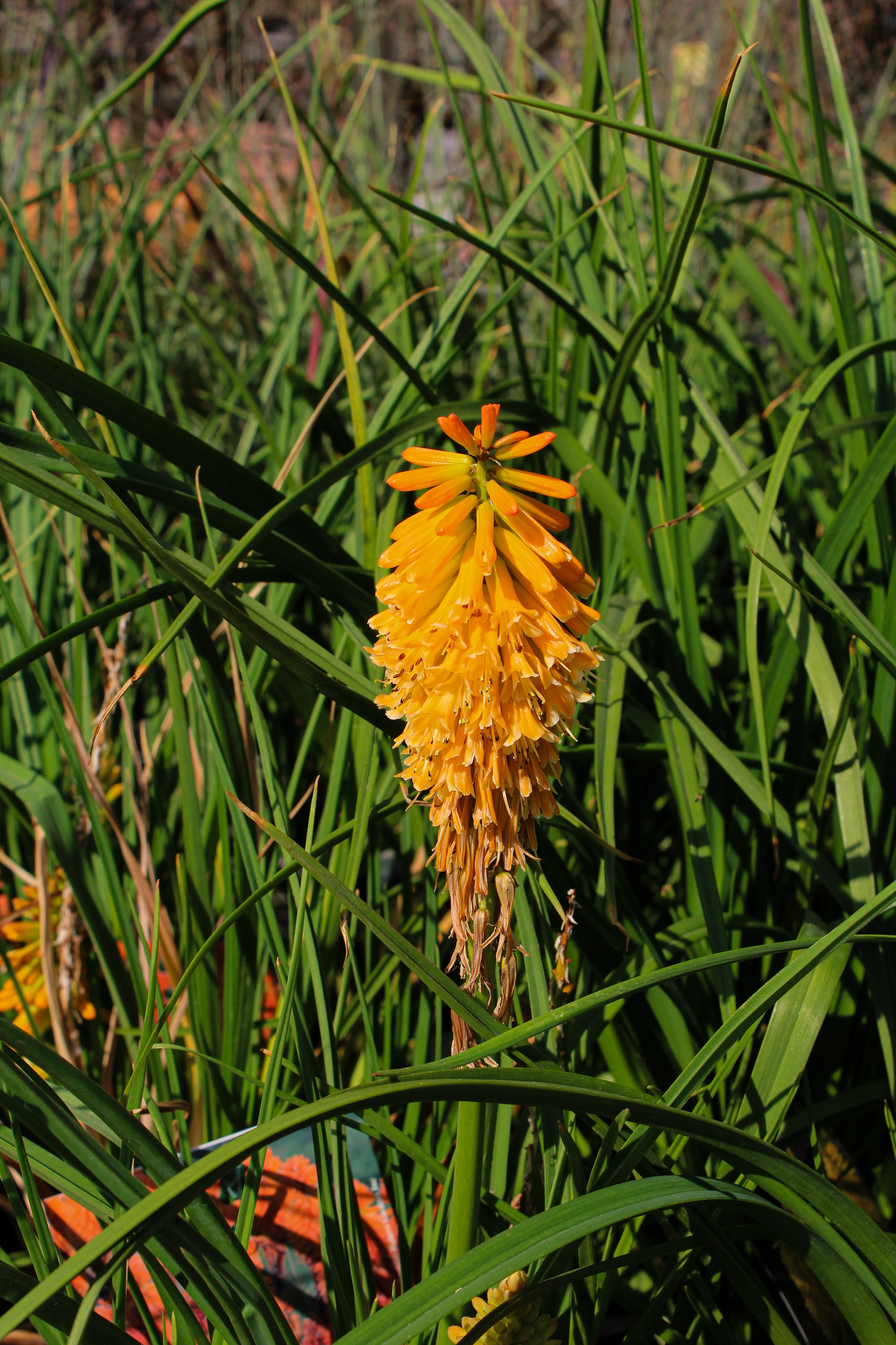 Kniphofia 'Pyromania Orange Blaze'