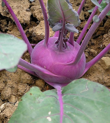Semences Chou-rave violet 'Vienna Violet' (Brassica oleracea var.
