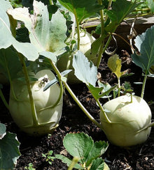 Semences Chou-rave blanc 'Vienna White' (Brassica oleracea var.
