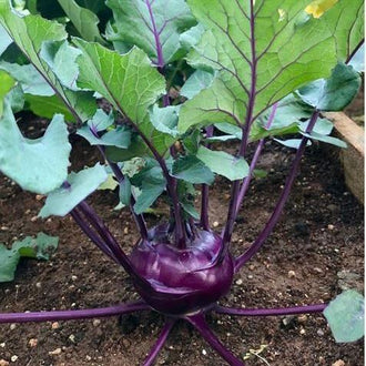 Organic 'Kolibri' F1 Kohlrabi Seeds by Gaia, product image prepared for Canadian gardeners.