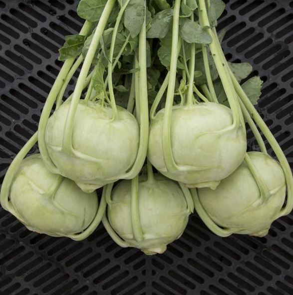 Kohlrabi 'Kordial' F1 organic