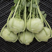 Kohlrabi 'Kordial' F1 organic