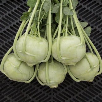 Organic 'Kordial' F1 Kohlrabi Seeds by Gaia, product image prepared for Canadian gardeners.