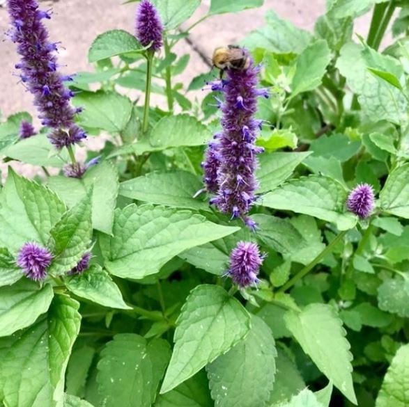 Organic Korean Mint Seeds by Gaia, product image prepared for Canadian gardeners.
