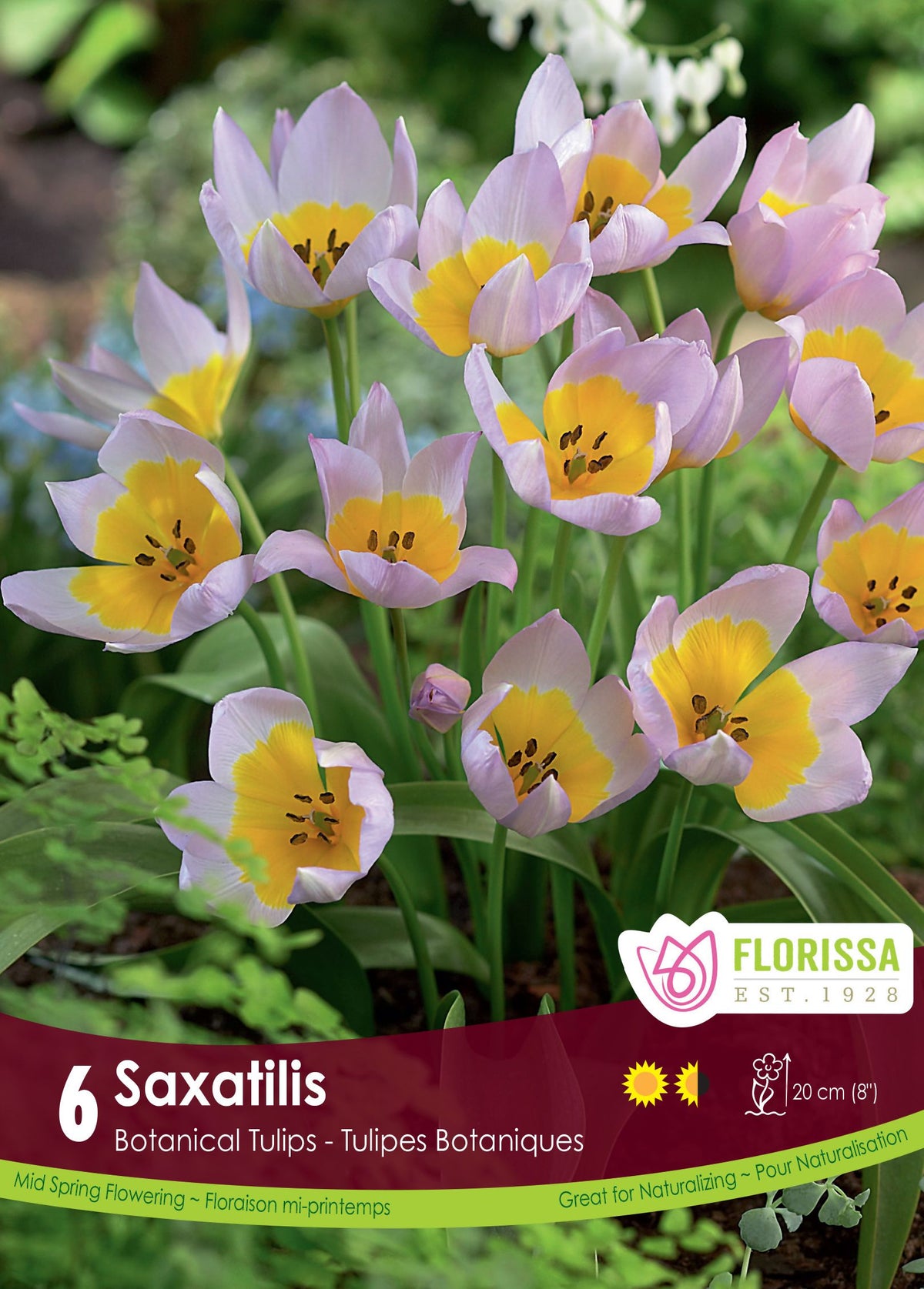 Tulipe Saxatilis ( Tulipa ) : des tulipes lilas ouvertes autour d’un centre jaune. Le visuel Florissa présente la plante et son nom dans la partie inférieure de l’étiquette. La photographie occupe presque toute la surface, tandis que le bandeau du bas rassemble les indications du produit. Cette vue permet de reconnaître son apparence et de distinguer la variété présentée.
