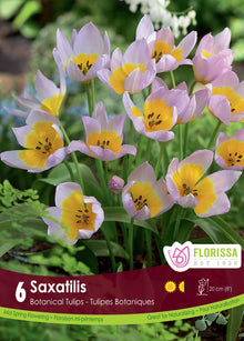 Tulipe Saxatilis ( Tulipa ) : des tulipes lilas ouvertes autour d’un centre jaune. Le visuel Florissa présente la plante et son nom dans la partie inférieure de l’étiquette. La photographie occupe presque toute la surface, tandis que le bandeau du bas rassemble les indications du produit. Cette vue permet de reconnaître son apparence et de distinguer la variété présentée.
