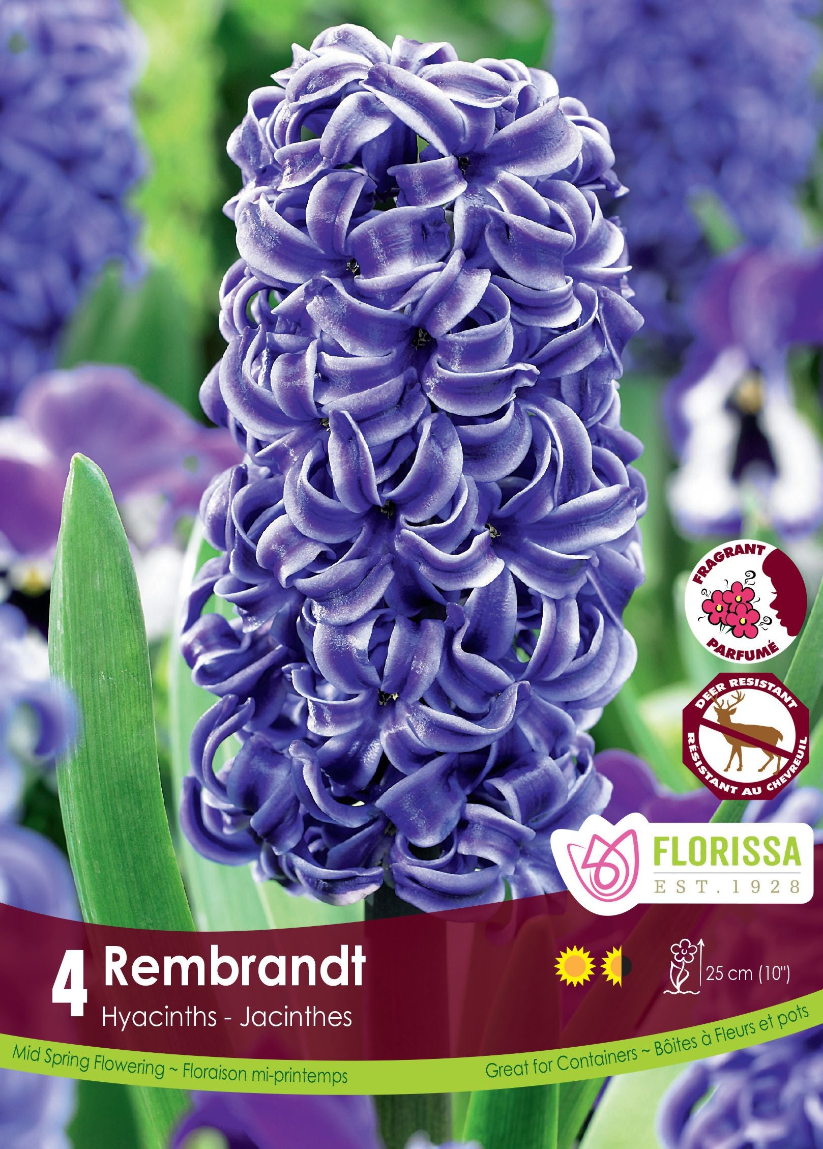 Hyacinth Rembrandt