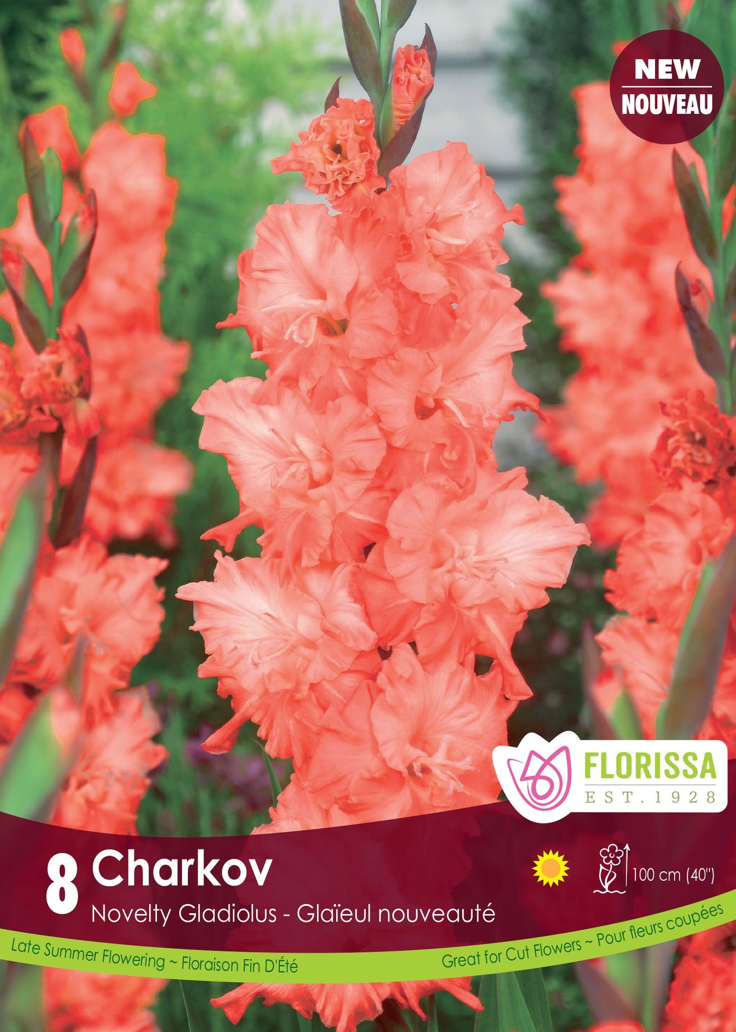 Glaïeul 'Charkov'