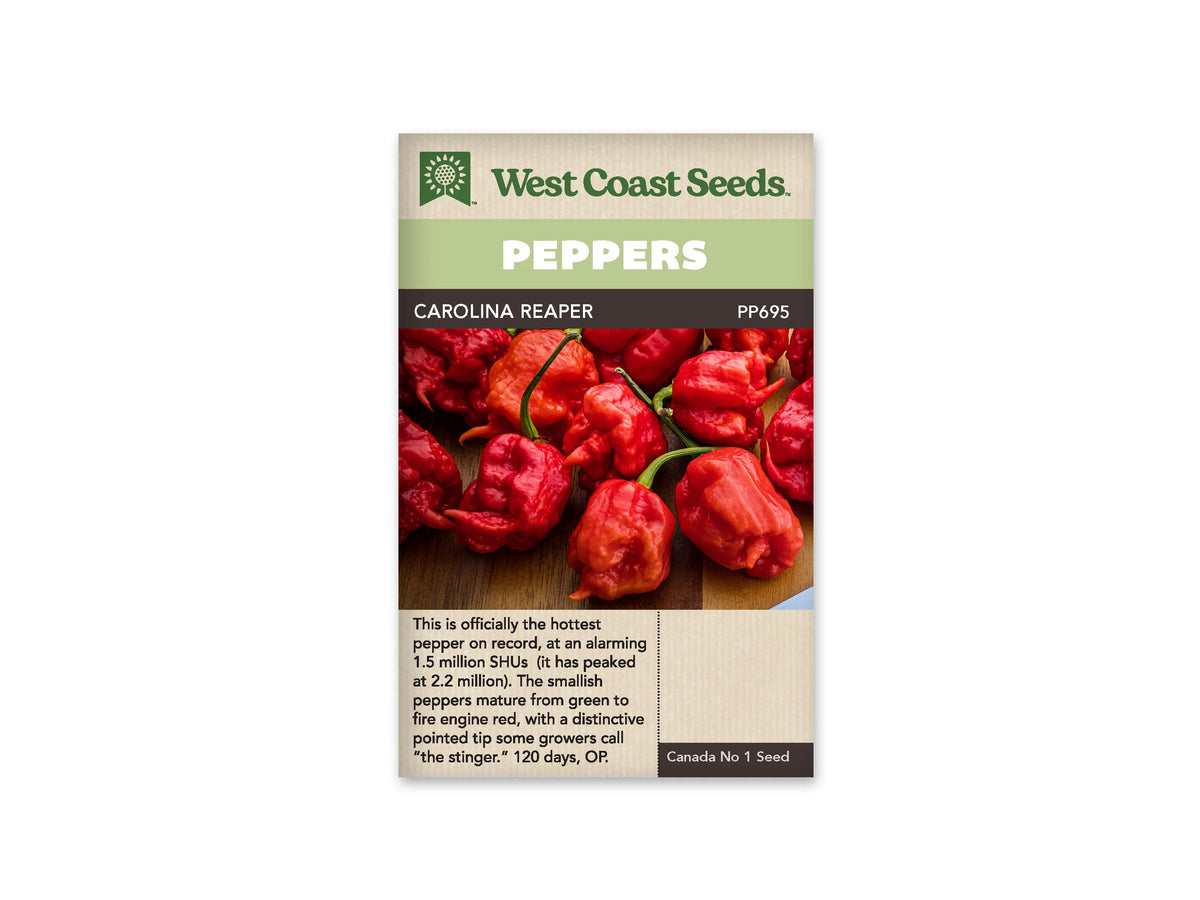 Sachet Carolina Reaper de West Coast Seeds, avec le nom en noir et une bande verte au-dessus de la photo. Plusieurs petits piments rouges, ridés et bosselés, montrent des bouts pointus et des queues vertes. Ils reposent sur un fond brun. Une zone beige avec du texte se trouve au bas du sachet.
