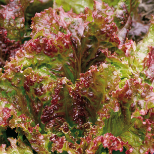 Organic 'New Red Fire' red leaf lettuce forming a compact, generous rosette of deeply frilled, crisp leaves ranging from bright to dark red over a green base. This Lactuca sativa suits vegetable gardens, raised beds, and containers, with progressive outer-leaf picking or whole-rosette harvest in approximately 43–55 days. Its colourful foliage adds texture to salads and sandwiches.